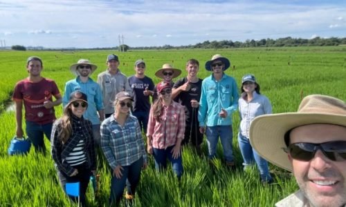Experimentos inovadores em arroz irrigado marcam início de 2025 para estudantes de Agronomia da URI
